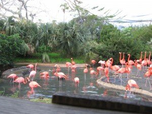 Pink flamingos zoo